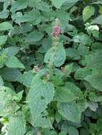 Image of hedge nettle