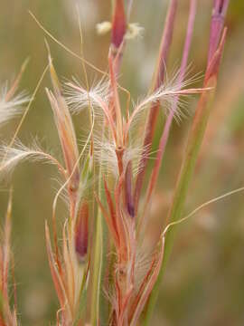 Imagem de Schizachyrium scoparium (Michx.) Nash