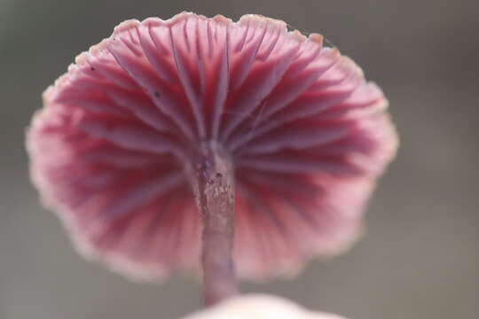 Image of Laccaria amethystina Cooke 1884