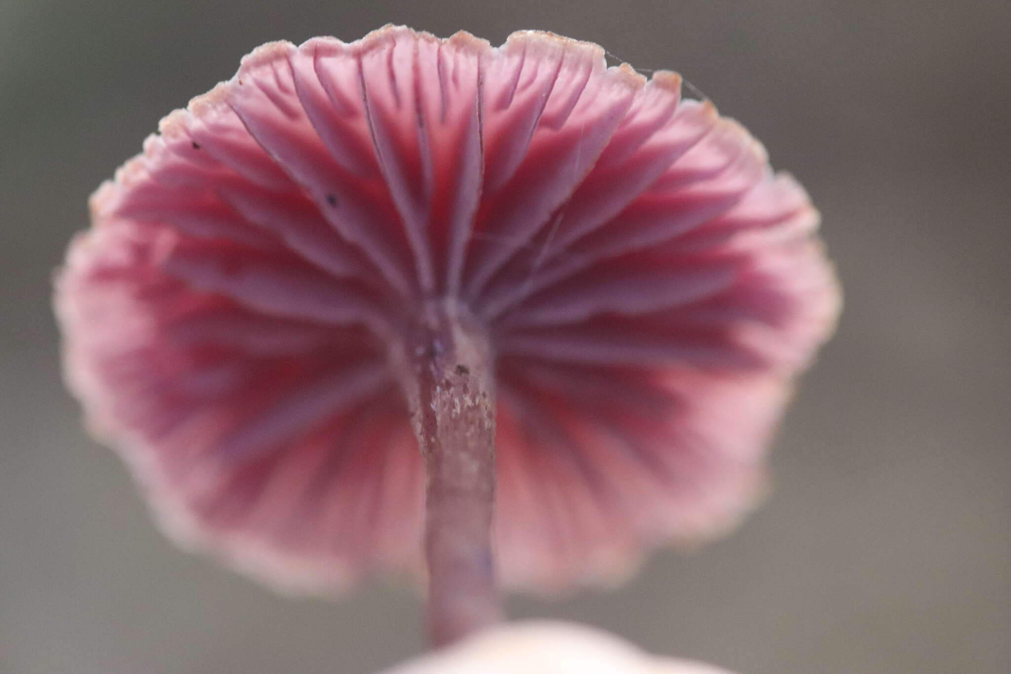 Image of Laccaria amethystina Cooke 1884