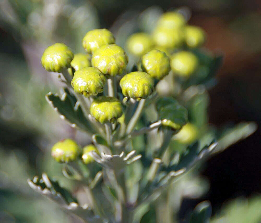 Plancia ëd Ajania pacifica (Nakai) K. Bremer & C. J. Humphries