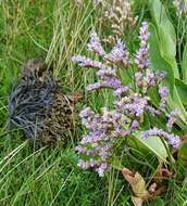 Image of Mediterranean sea lavender