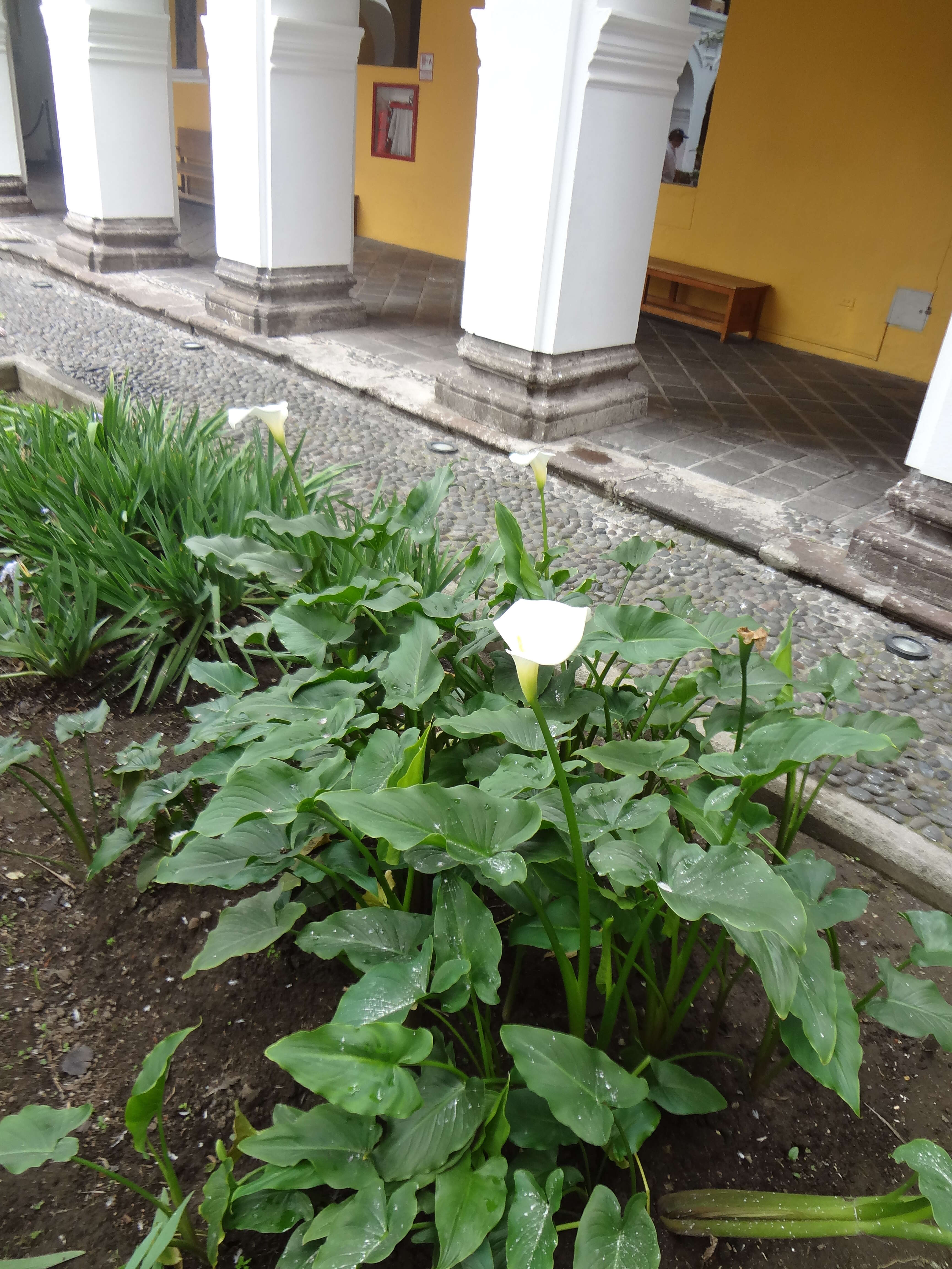 Image of Arum lily