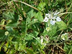 Nigella arvensis L. resmi