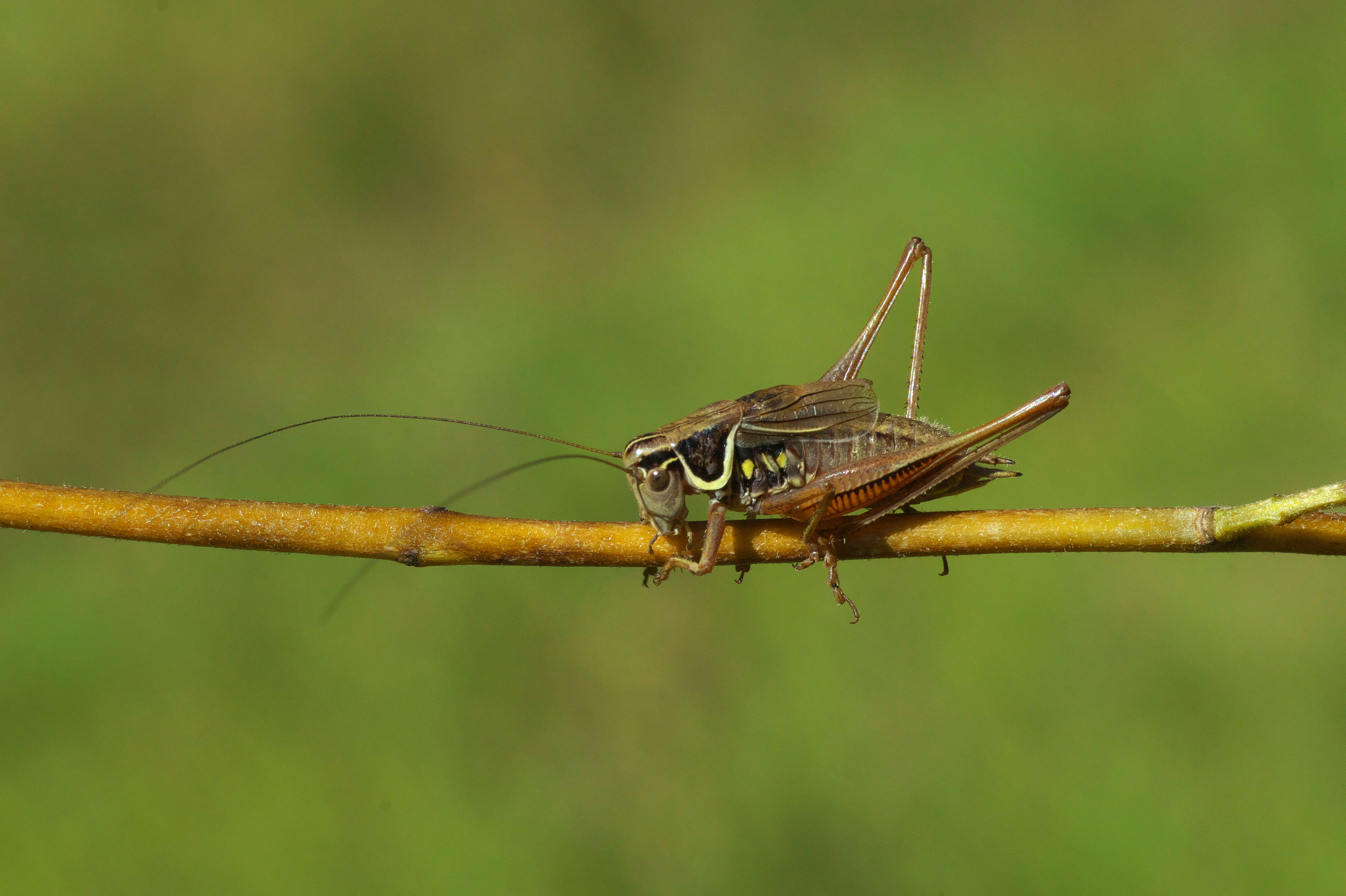 Image of Metrioptera roeselii