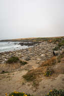 Image of Northern Elephant Seal