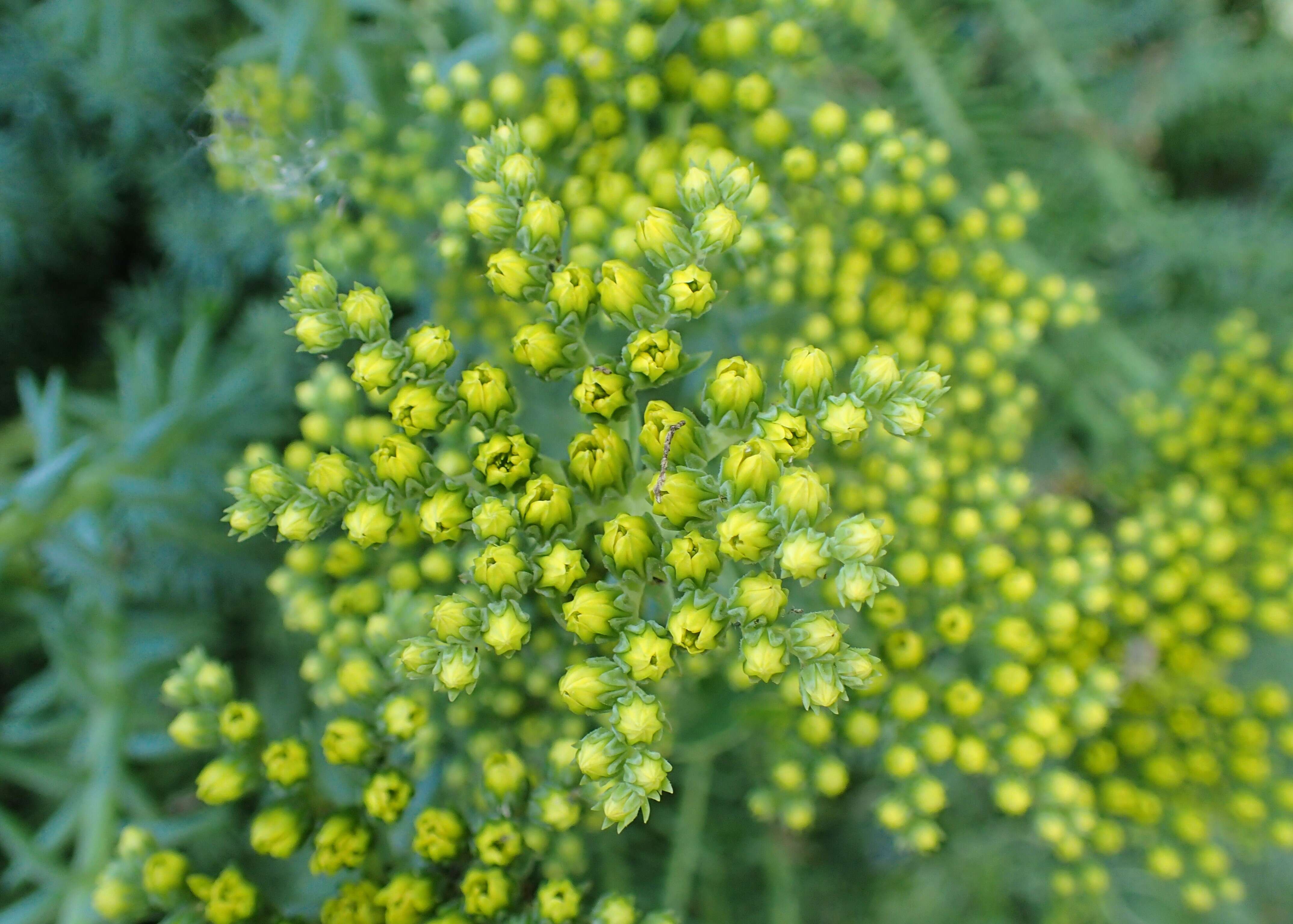 Слика од Petrosedum rupestre (L.) P. Heath