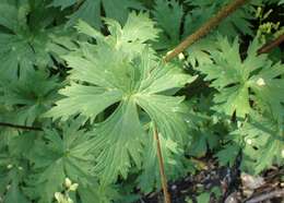 Слика од Aconitum napellus L.