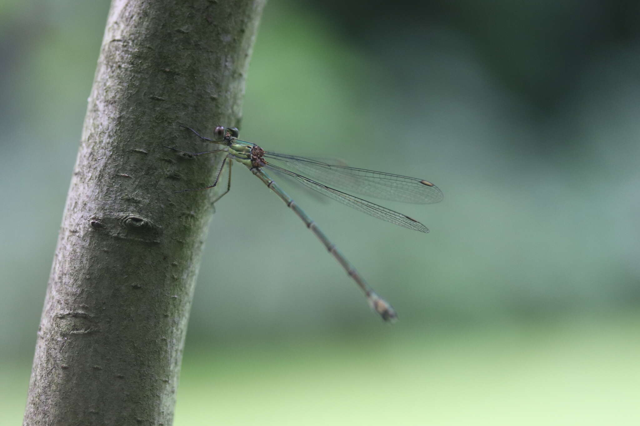 Image of Chalcolestes Kennedy 1920