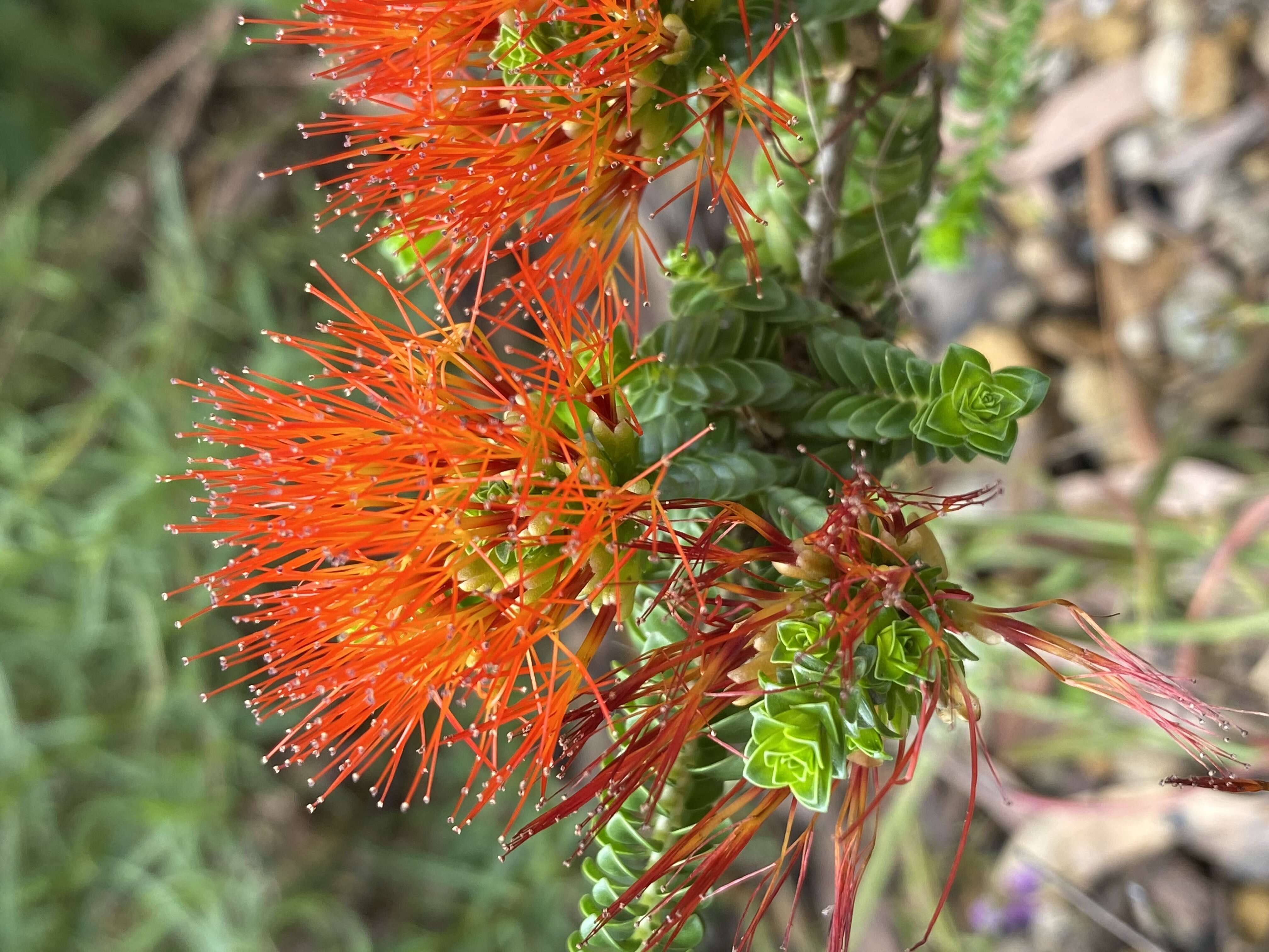 Image de Melaleuca aestiva (K. J. Brooks) Craven & R. D. Edwards