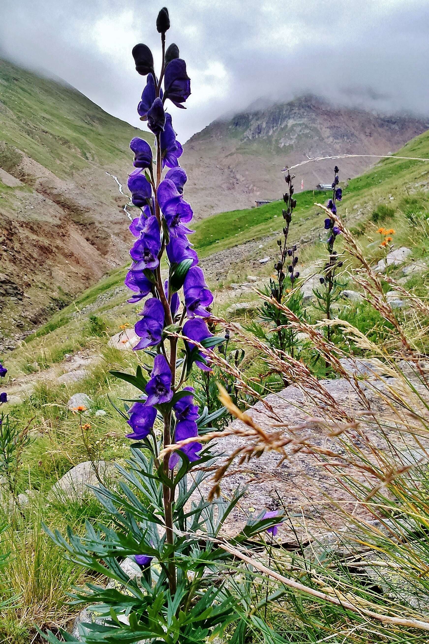 Слика од Aconitum napellus L.