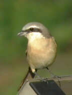 Image of Brown Shrike