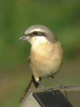 Image of Brown Shrike