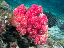 Image of Twotone soft coral