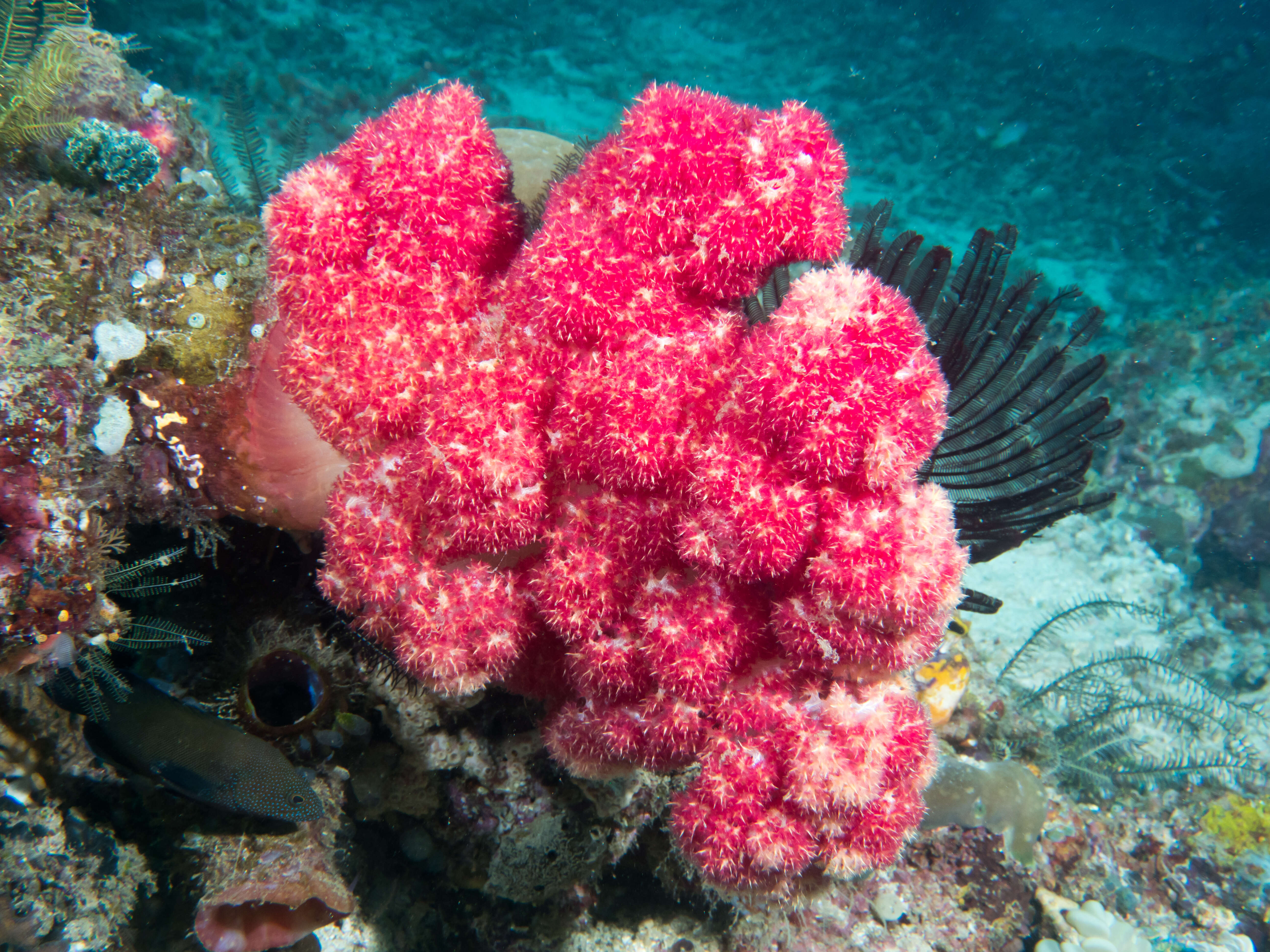 Image of Twotone soft coral