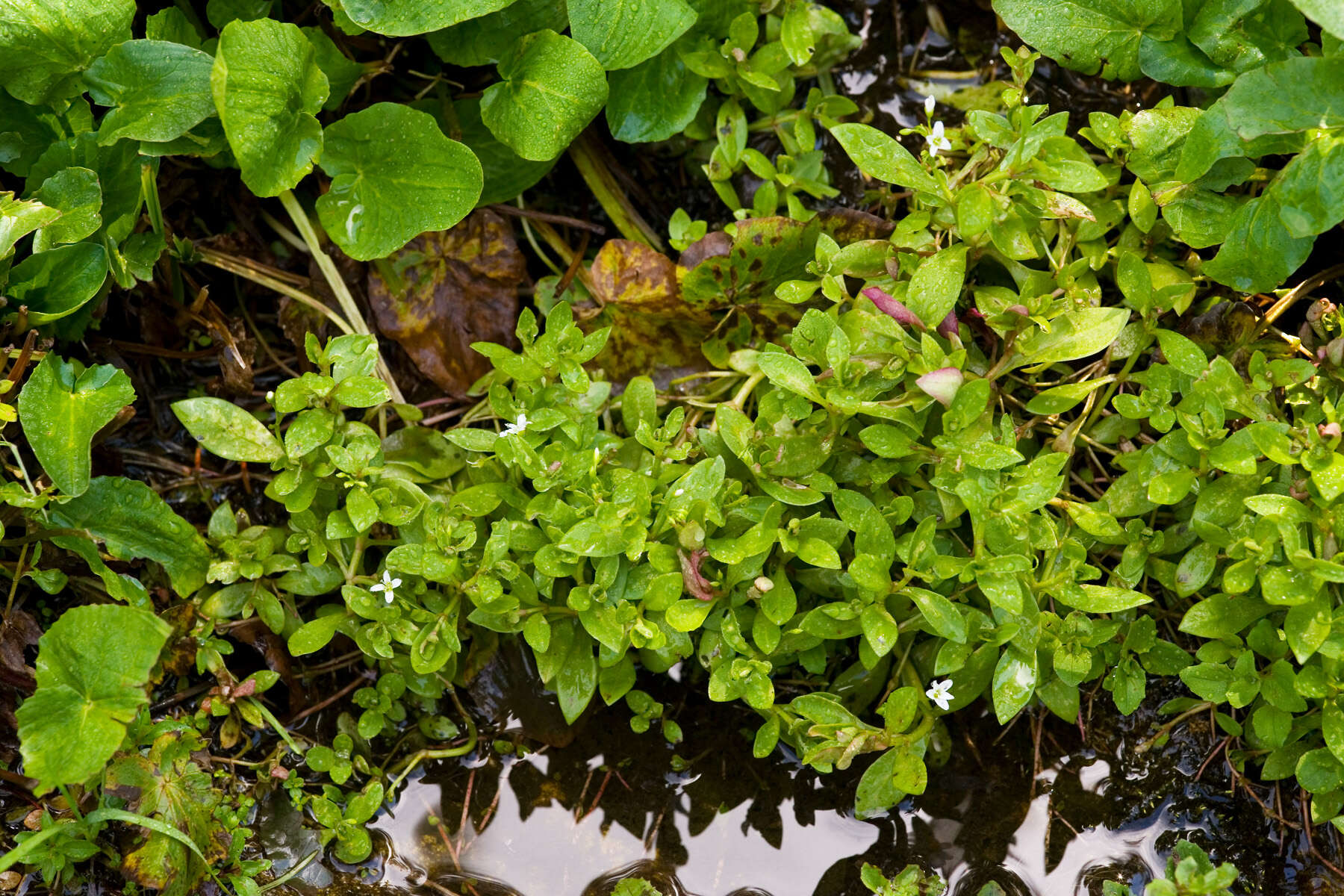 Image of water minerslettuce