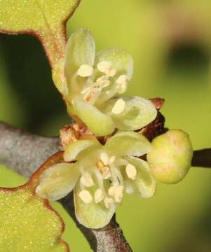 Image of Shrubby tororaro