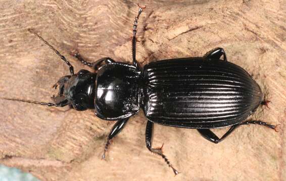 Plancia ëd Pterostichus (Petrophilus) melanarius (Illiger 1798)