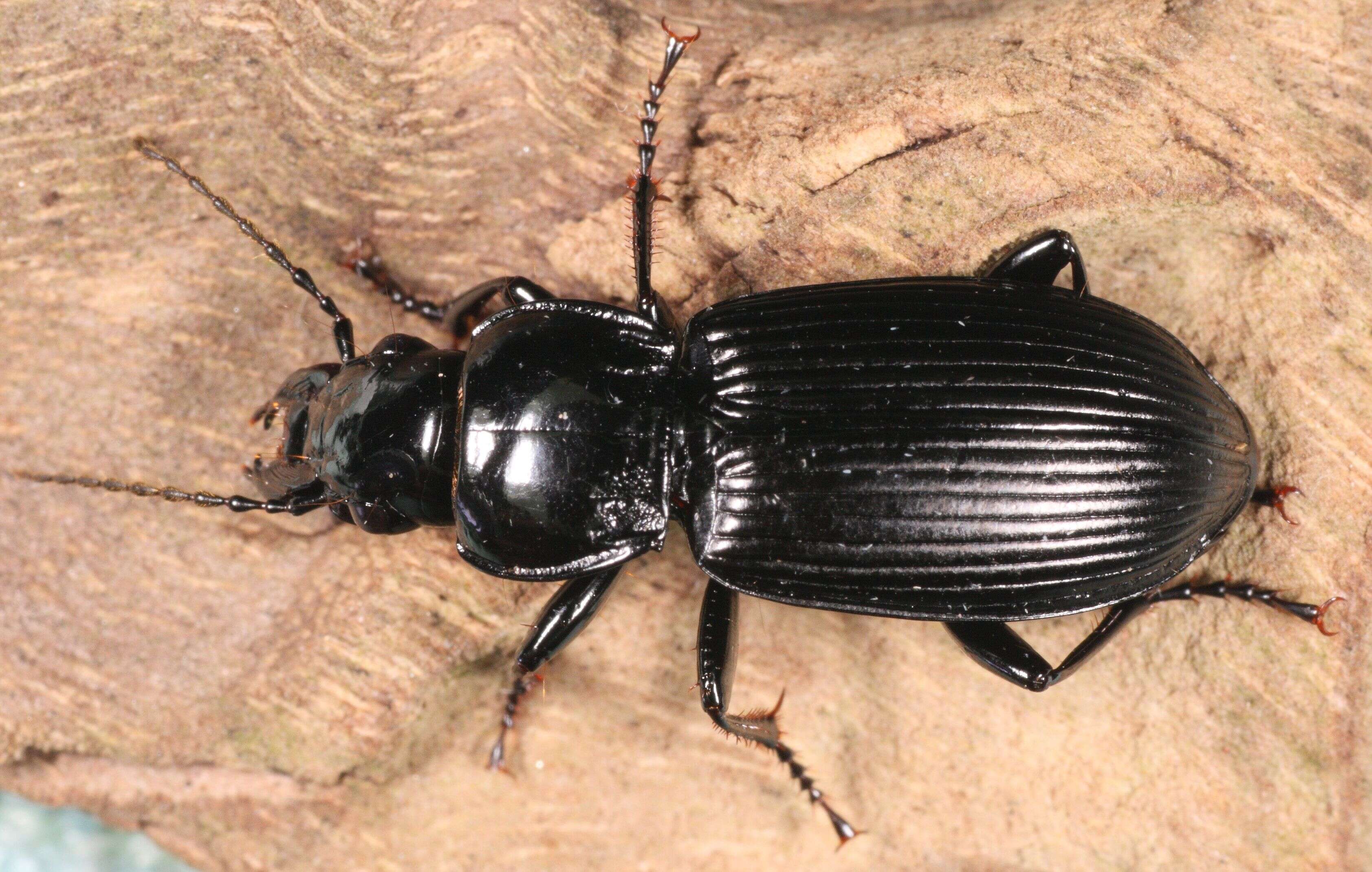 Image of Carabidae