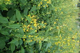 Image of Broad-leaved goldenrod