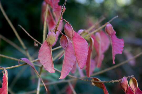 صورة Pterolobium stellatum (Forssk.) Brenan