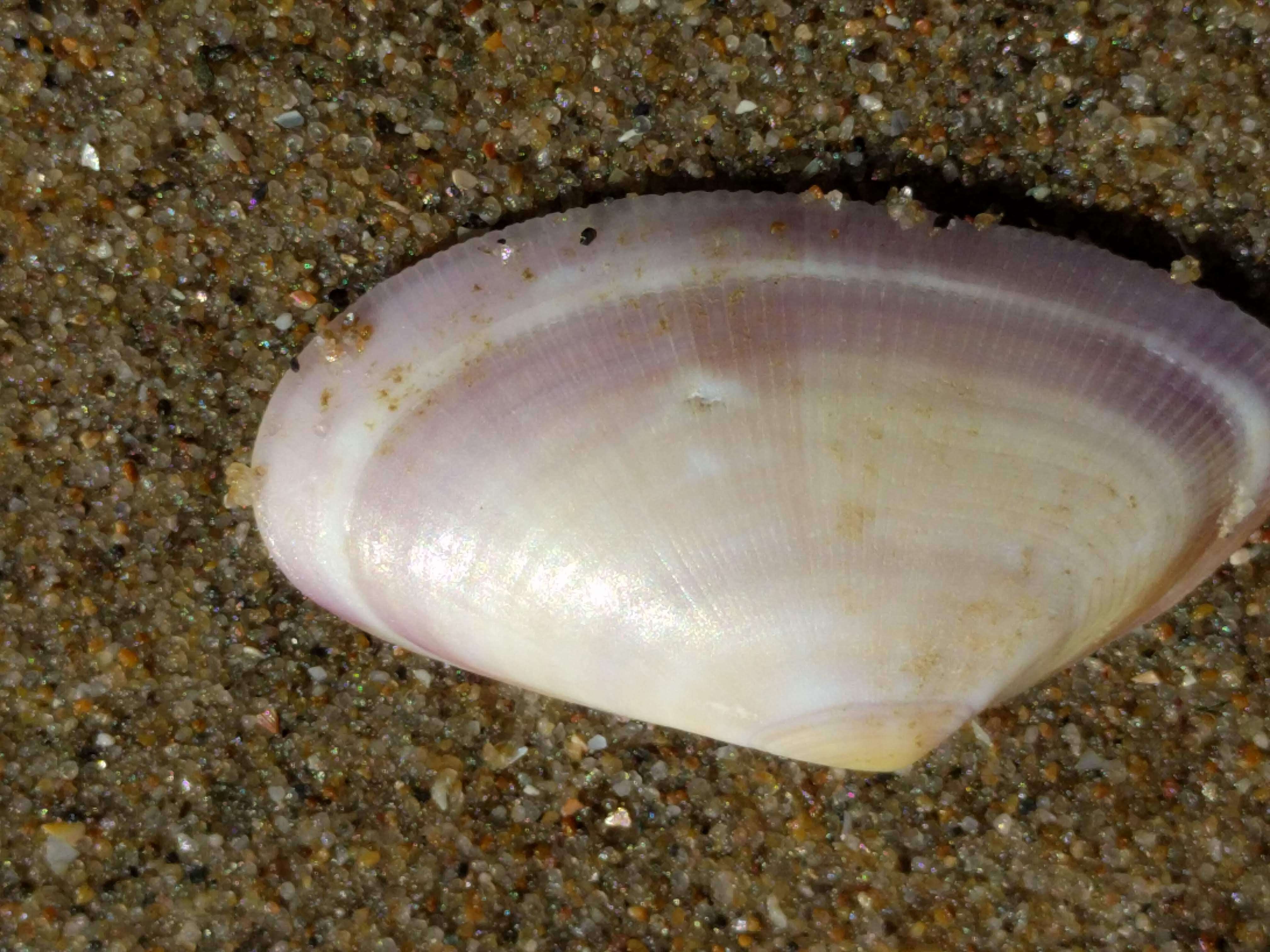 Image of Banded wedge shell