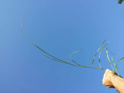 Image of flote-grass, floating sweet-grass