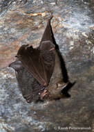 Image of Great Himalayan Leaf-nosed Bat