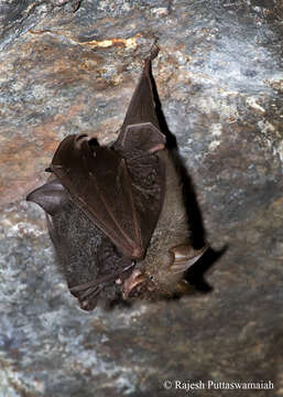 Image de Hipposideros armiger (Hodgson 1835)