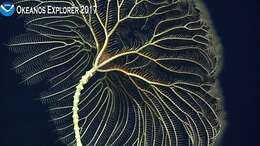 Image of crinoids and relatives