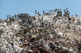 Image of Peruvian Pelican