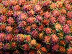 Image of rambutan