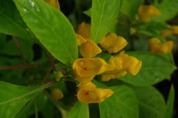 Image of Impatiens auricoma Baill.