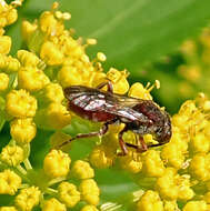 Image of Nomada articulata Smith 1854