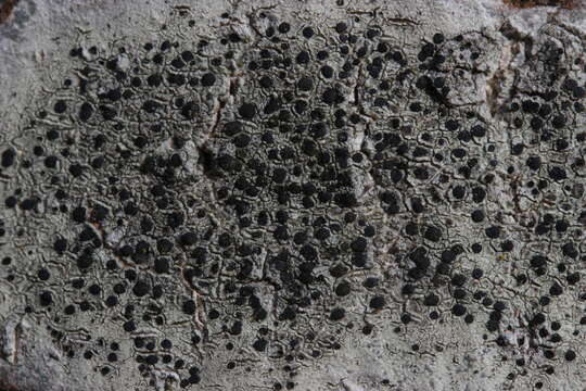 Image of lecidella lichen