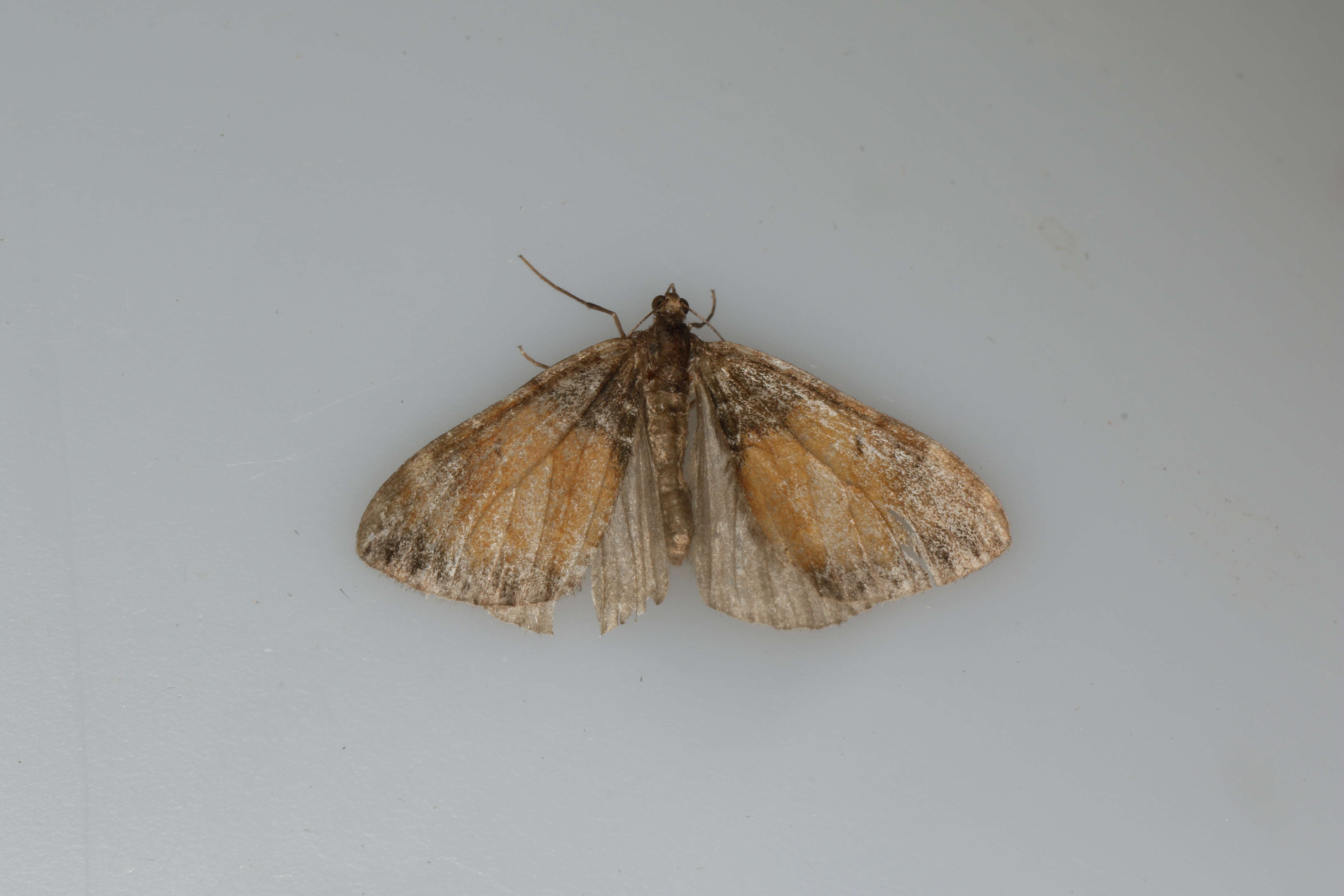 Image of common marbled carpet