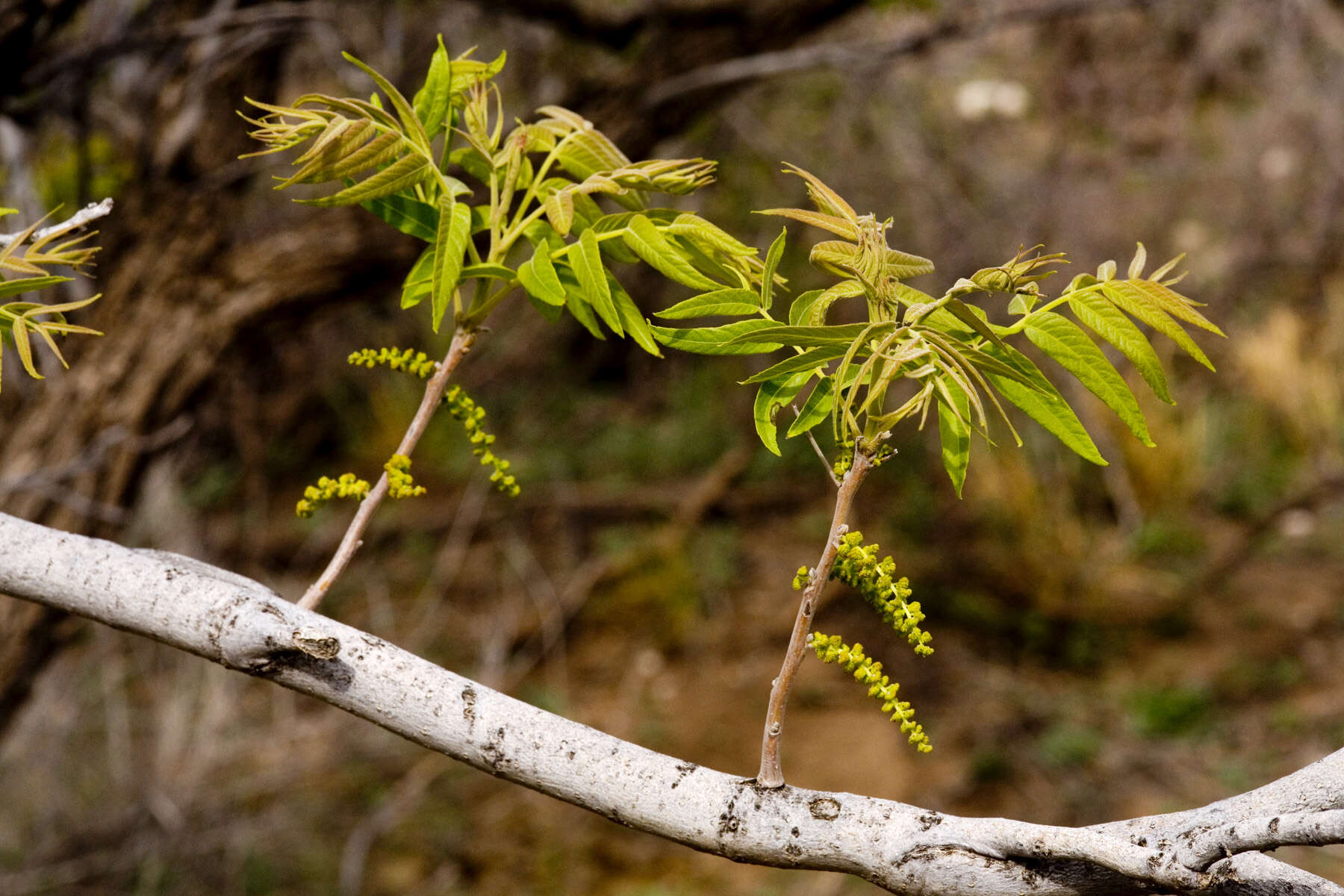 Image of Arizona walnut