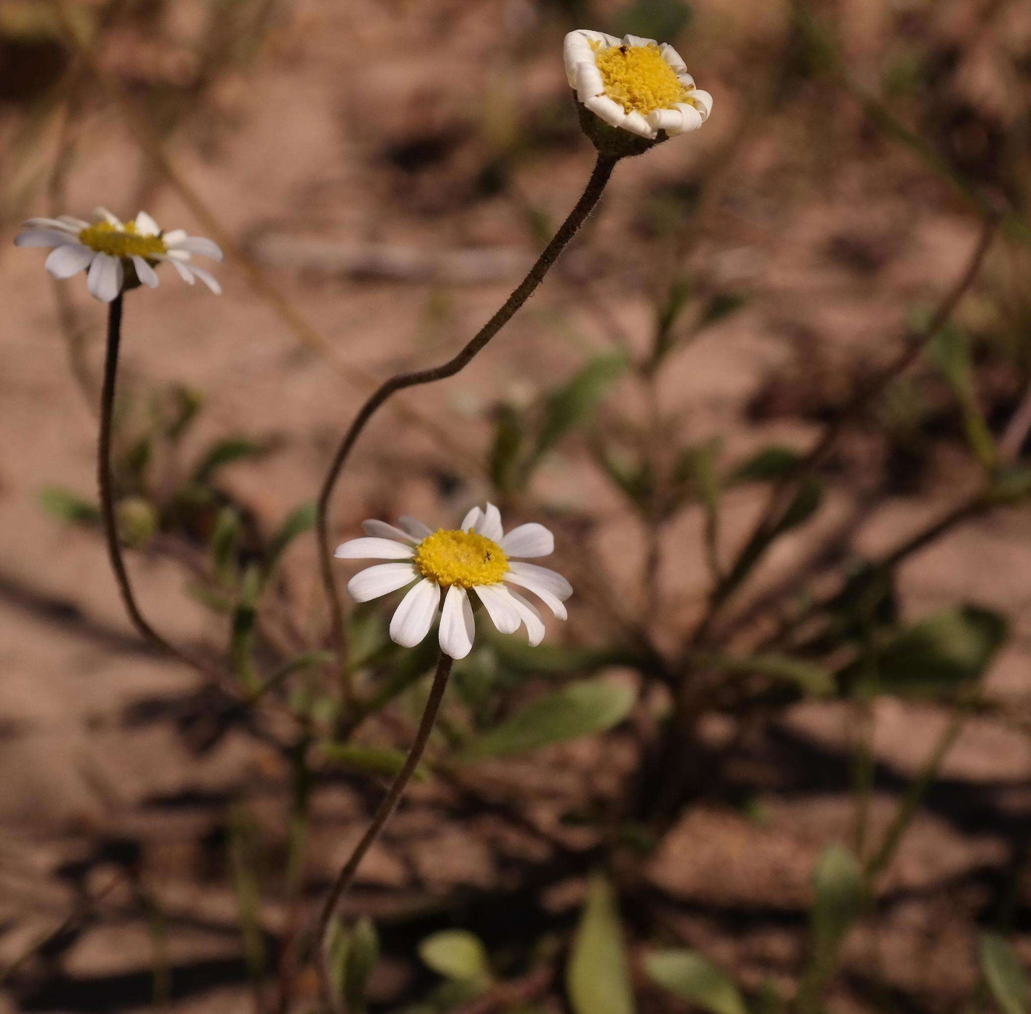 Image of Felicia bergeriana (Spreng.) O. Hoffm. ex A. Zahlbr.