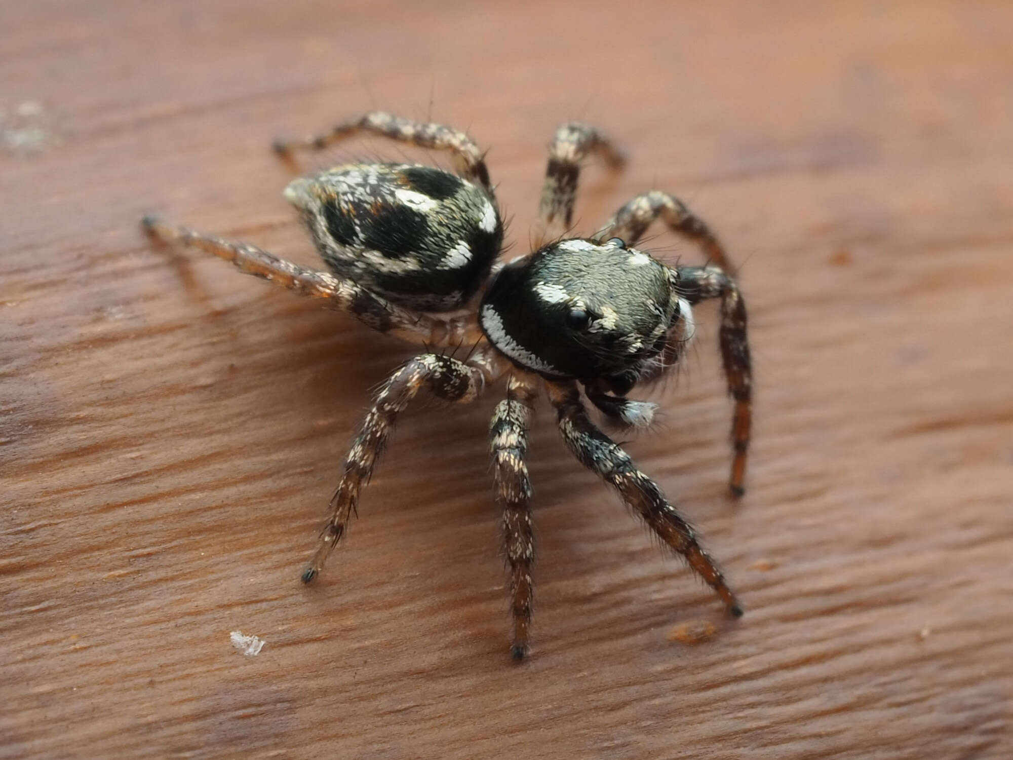 Image of Twinflagged Jumping Spider