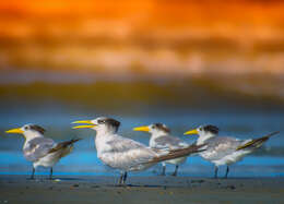 Image of Crested Tern