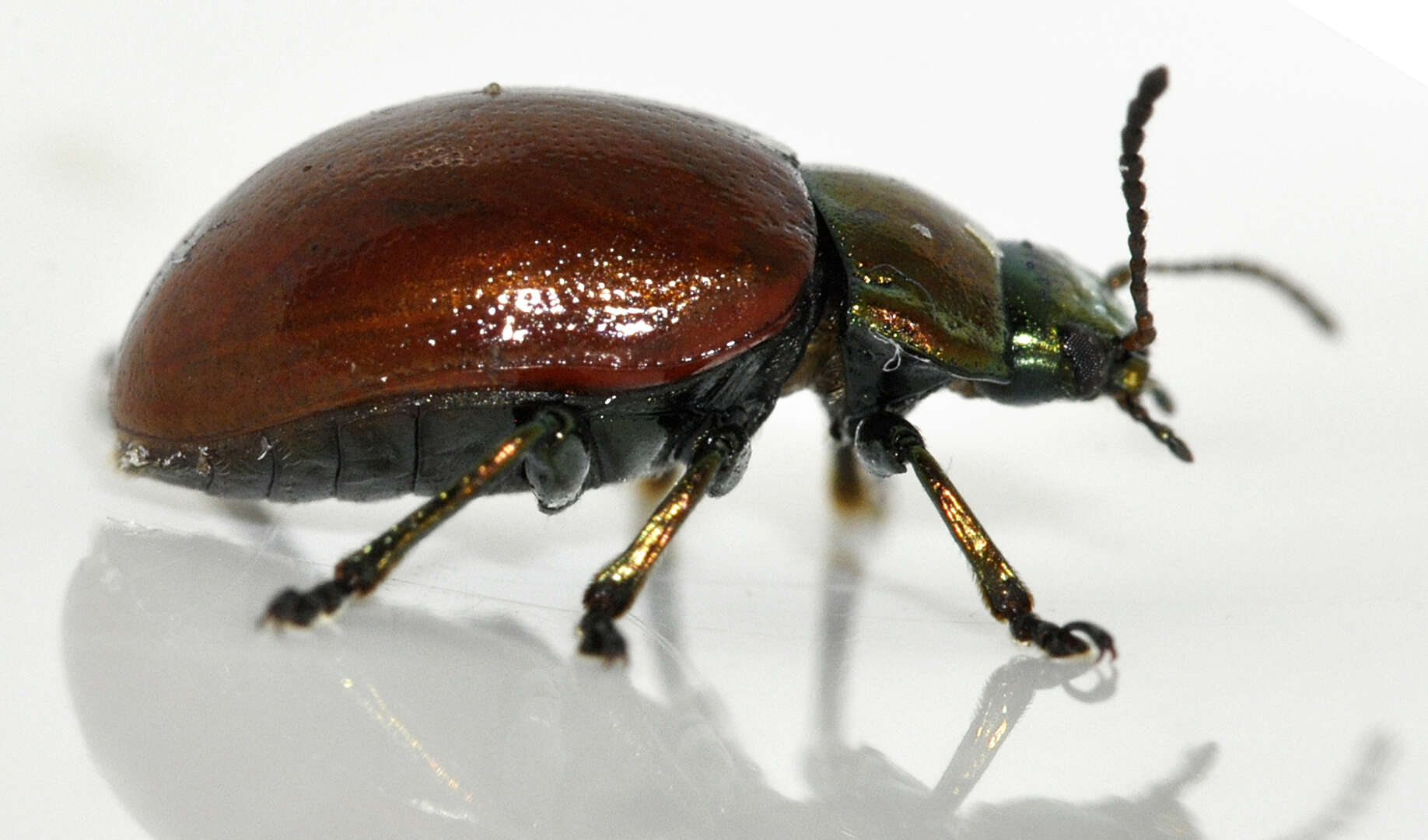 Image of Chrysolina polita