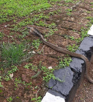 Image of Indian cobra