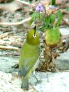 Image of Swinhoe's White-eye