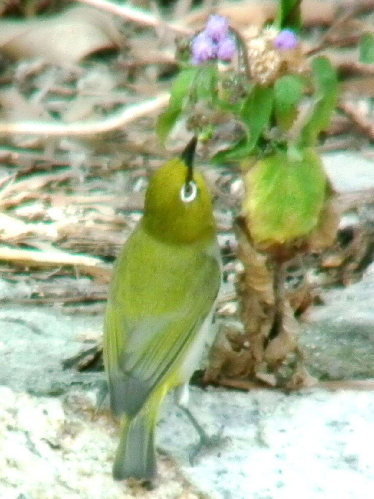 Image of Swinhoe's White-eye