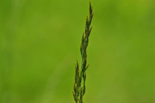 Image of Festuca amethystina L.