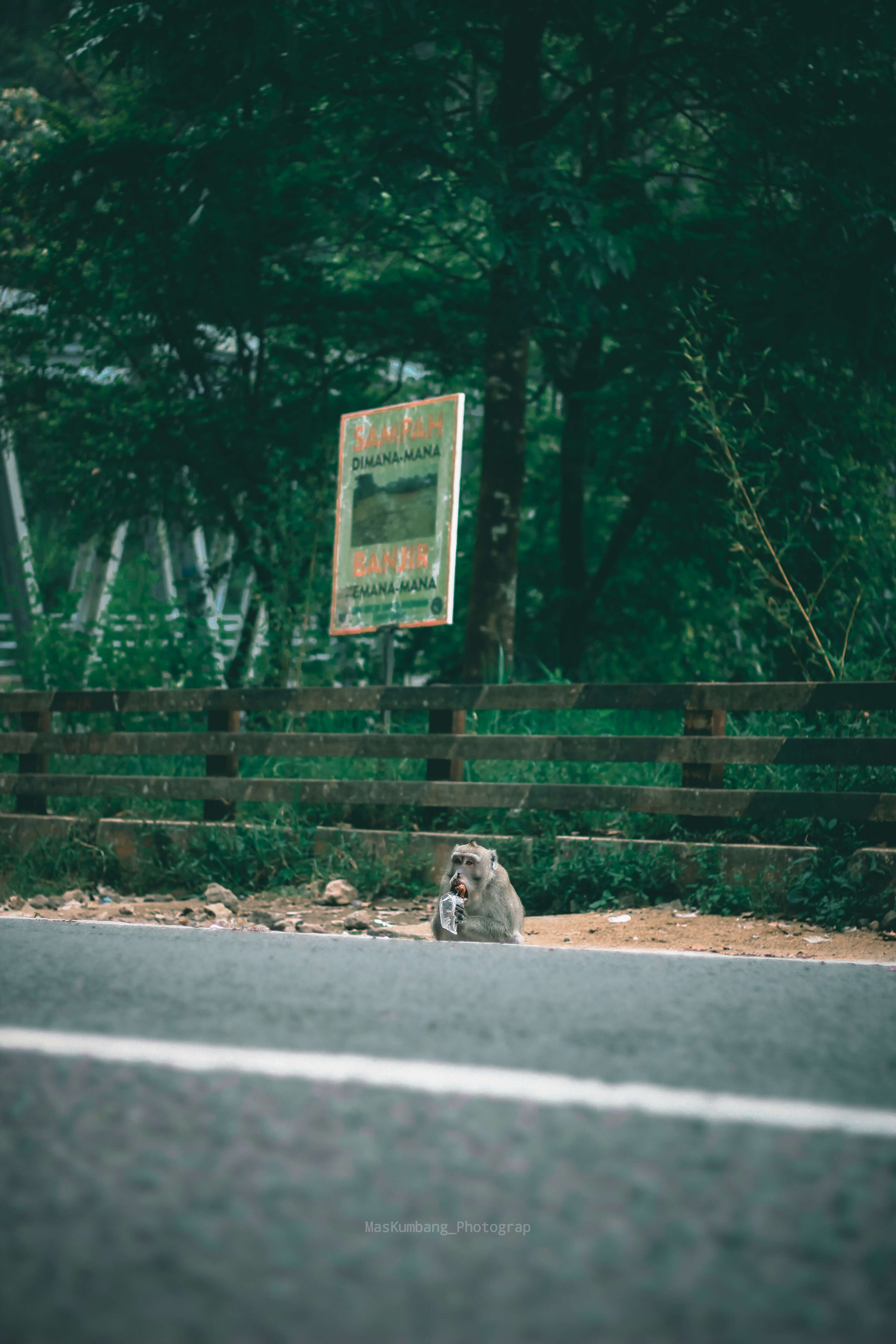 Image of Long-tailed Macaque