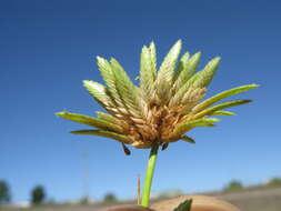 Слика од Cyperus eragrostis Lam.