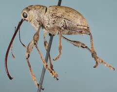 Image of Weevil