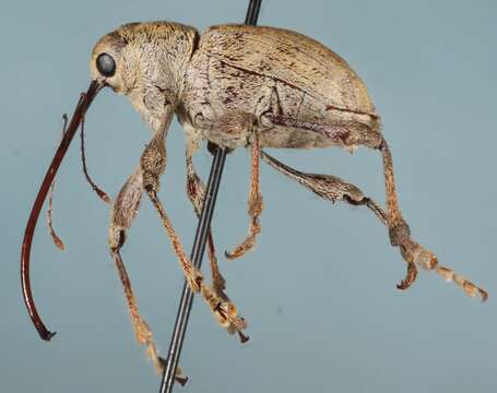 Image of Weevil