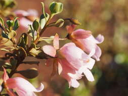 Image of Eremophila reticulata Chinnock